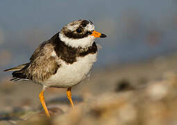 Common Ringed Plover