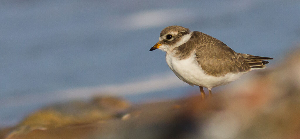 Common Ringed Ploverjuvenile