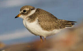 Common Ringed Plover