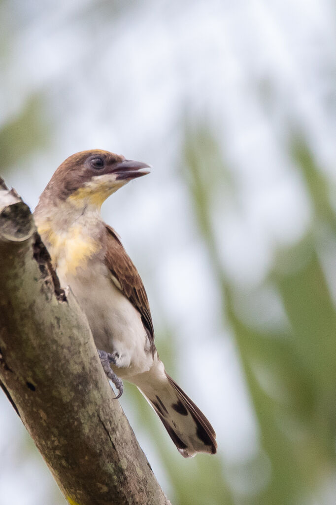 Greater Honeyguide