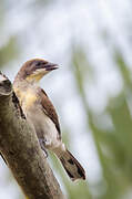 Greater Honeyguide