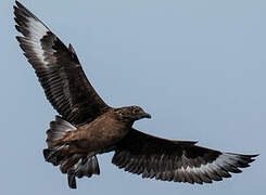 Great Skua