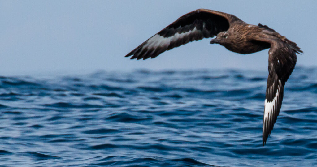 Great Skua