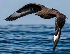 Great Skua