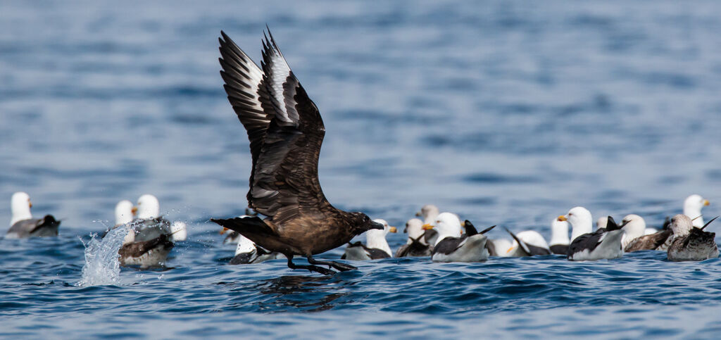 Great Skua