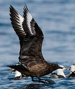 Great Skua