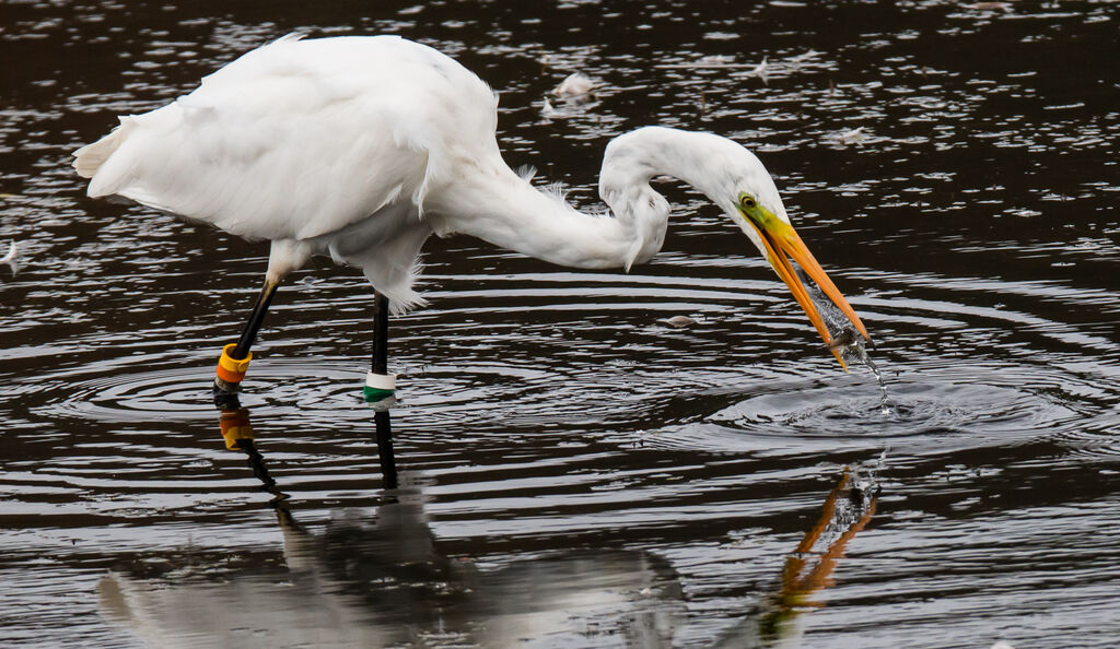 Great Egretjuvenile