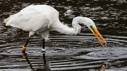 Grande Aigrette