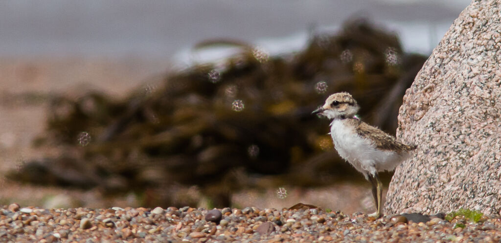 Kentish Plover