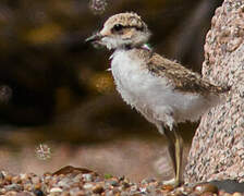 Kentish Plover