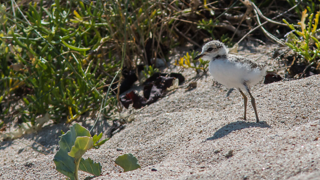 Kentish Ploverjuvenile