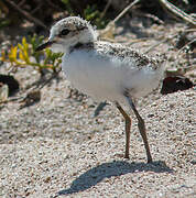 Kentish Plover