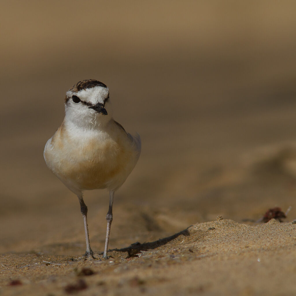 White-fronted Plover