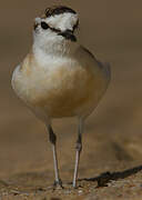 White-fronted Plover