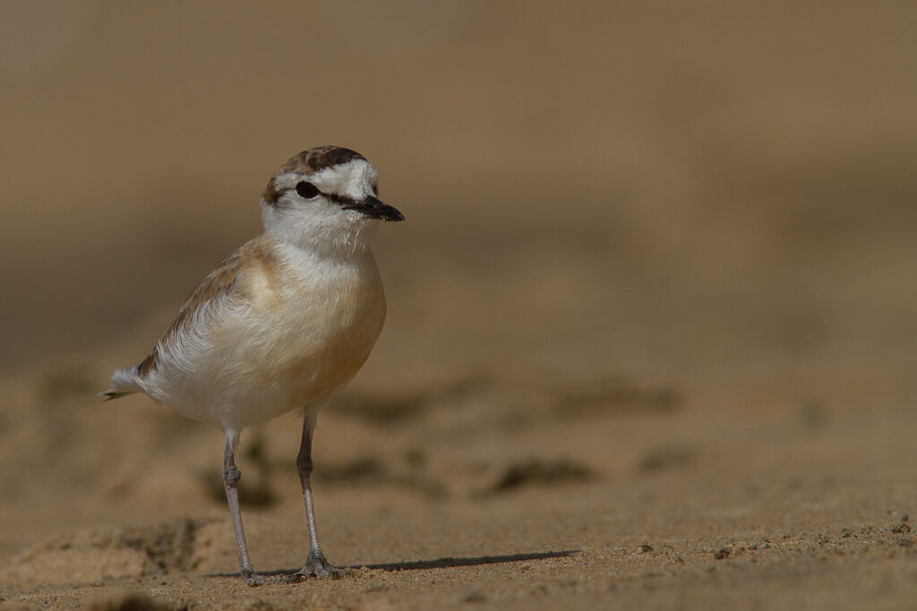 White-fronted Plover