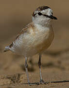 White-fronted Plover