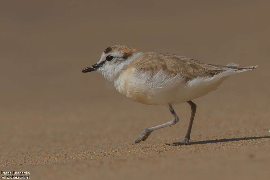 White-fronted Plover