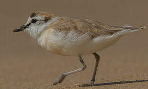 White-fronted Plover