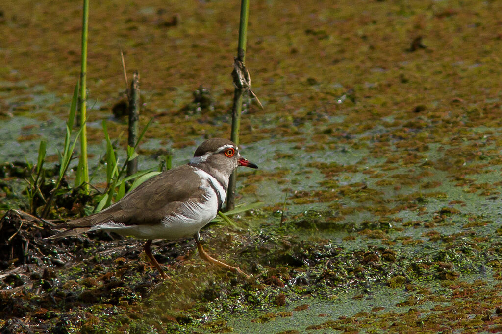 Three-banded Plover