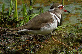 Three-banded Plover