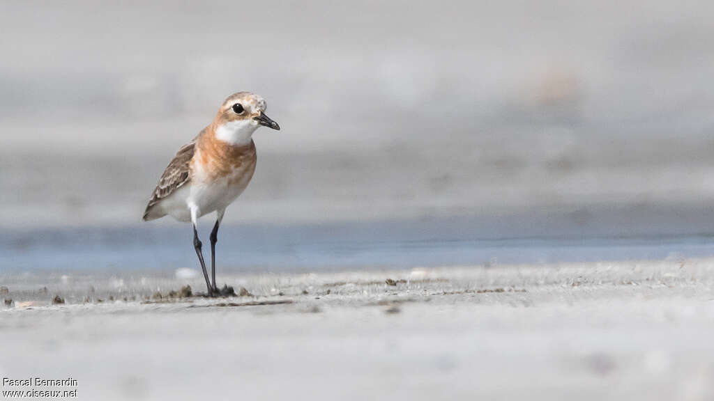 Greater Sand Plover female adult breeding, identification, walking