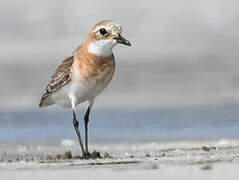 Greater Sand Plover