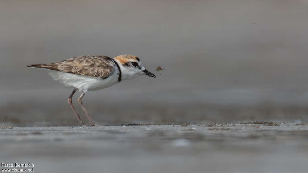 Malaysian Plover male adult, identification, eats