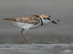 Malaysian Plover