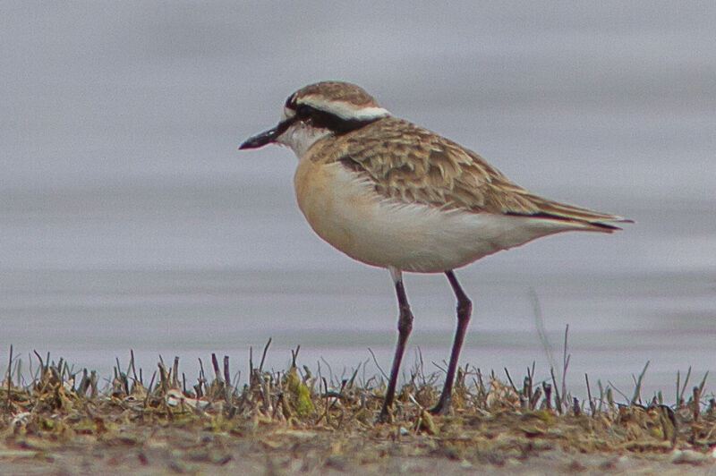 Kittlitz's Plover