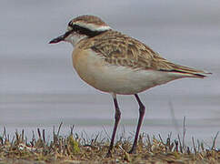 Kittlitz's Plover