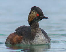 Black-necked Grebe