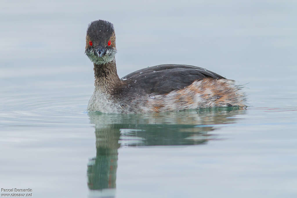 Grèbe à cou noirsubadulte, identification