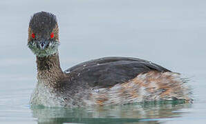 Black-necked Grebe