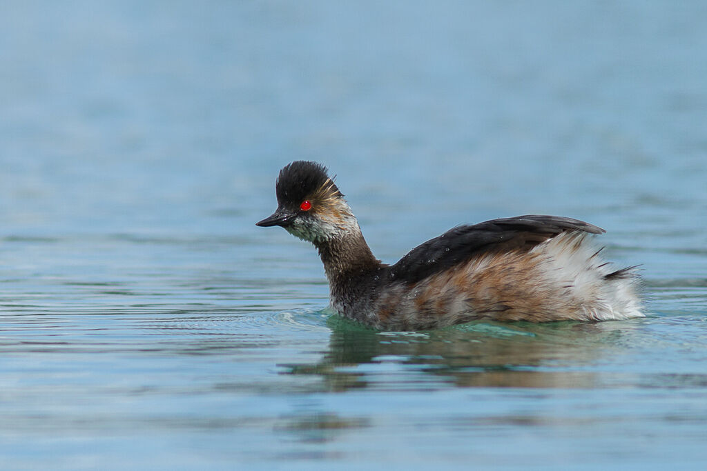 Black-necked Grebe