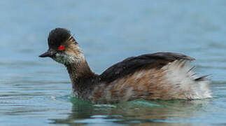 Black-necked Grebe