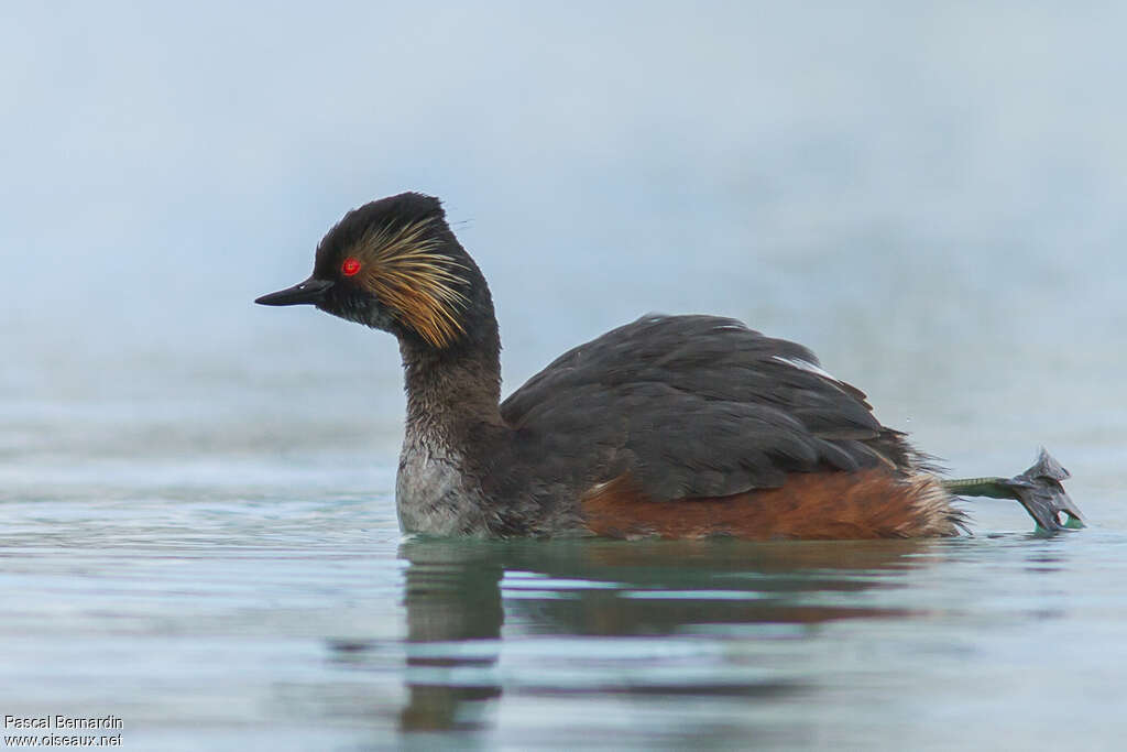 Black-necked Grebeadult, pigmentation, Behaviour