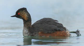 Black-necked Grebe