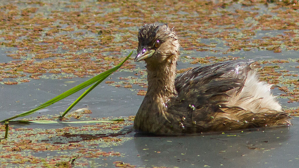 Little Grebe