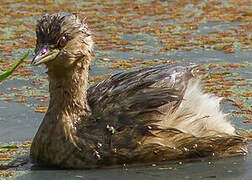 Little Grebe