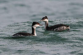 Horned Grebe