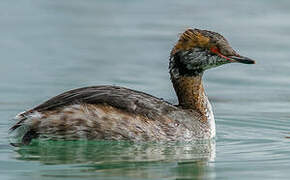 Horned Grebe