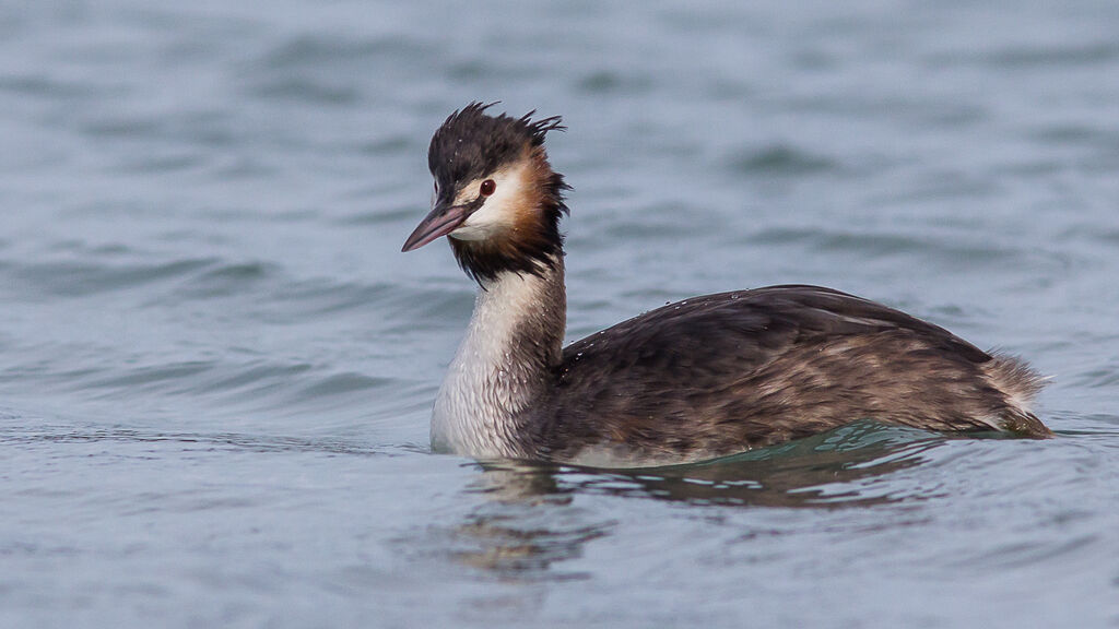 Great Crested Grebe