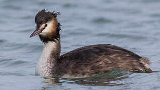 Great Crested Grebe