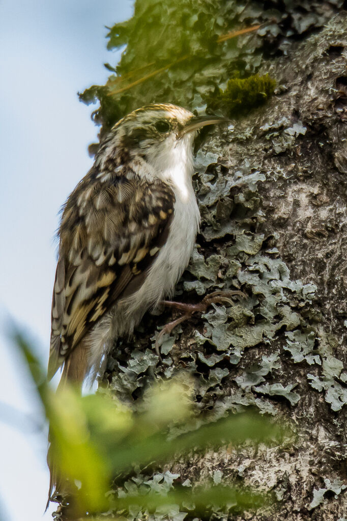 Eurasian Treecreeper