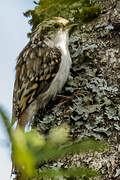 Eurasian Treecreeper