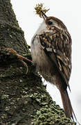 Short-toed Treecreeper