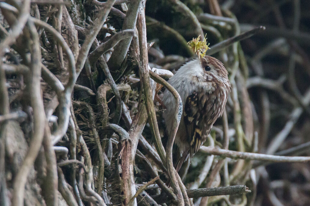 Short-toed Treecreeper