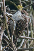 Short-toed Treecreeper