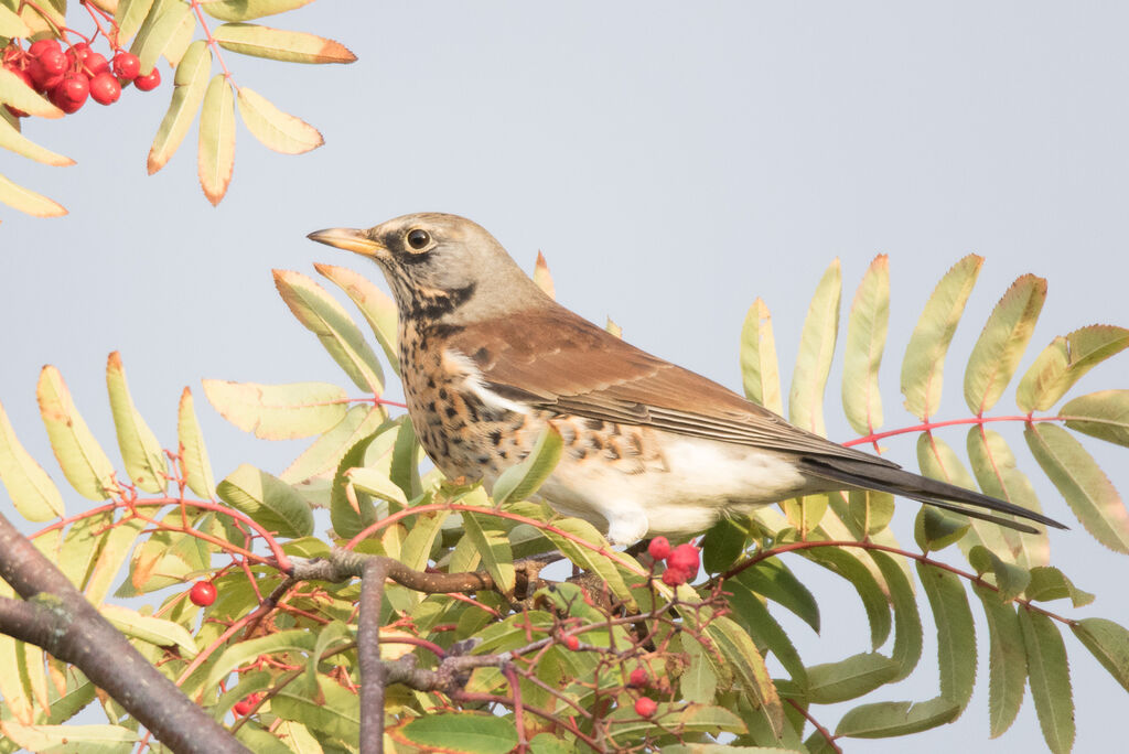 Fieldfare