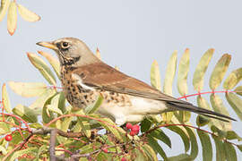 Fieldfare